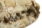 Fossil Hyaenodon Skull - South Dakota #314720-9